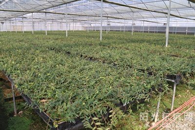 鐵皮石斛種植基地喜獲農業科技成果轉化資金扶持，技術創新迎來新機遇